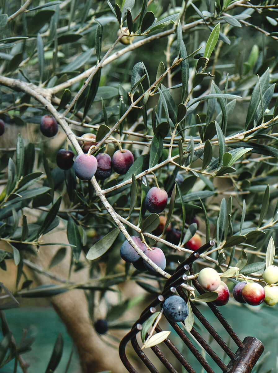 https://egeis-aydin.de/wp-content/uploads/2025/03/olive-trees.png